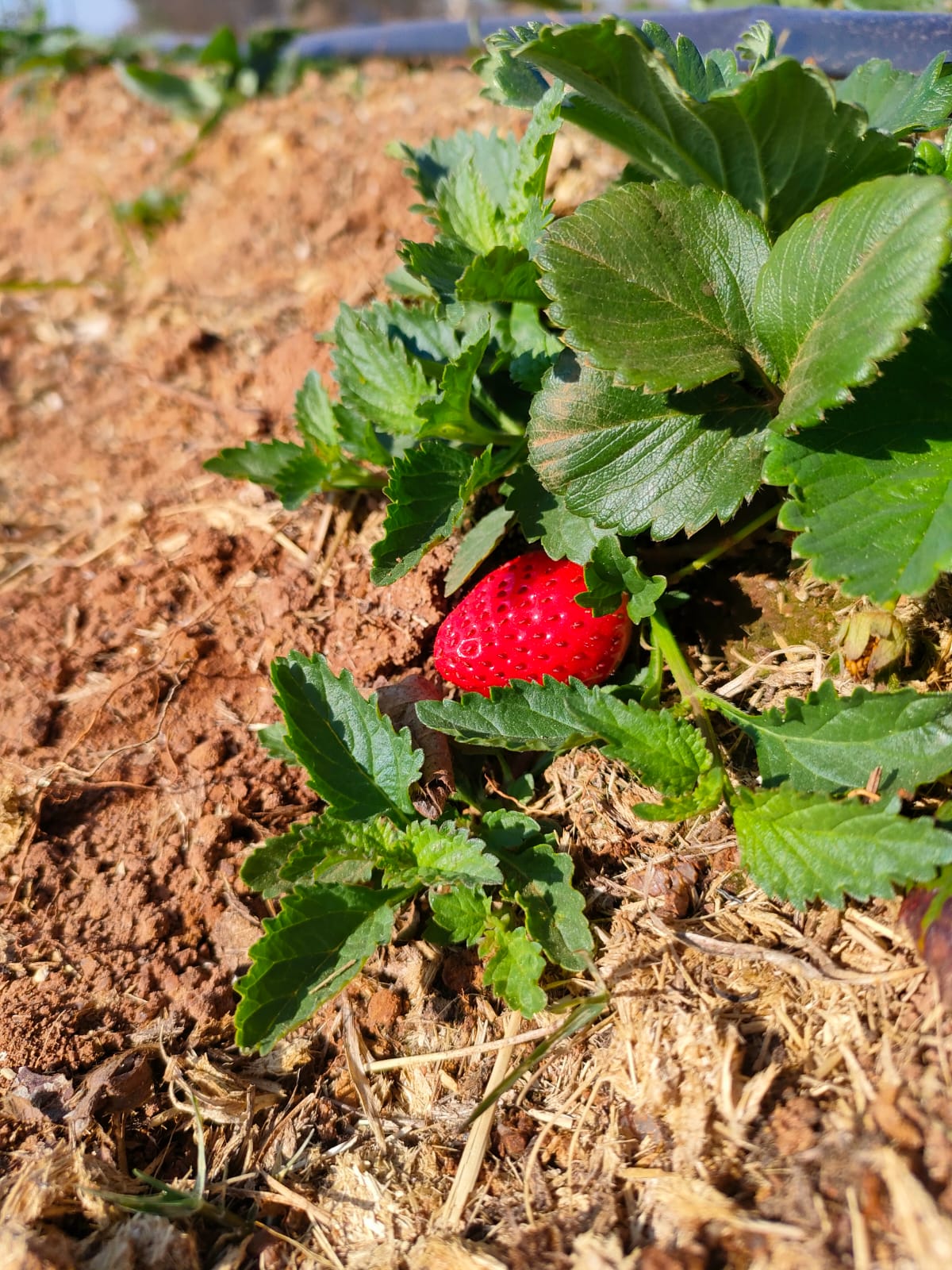 WhatsApp Image 2022-09-22 at 13.31.35